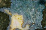 Polished Thunderegg Half (Moss Agate) - Lucky Strike Mine, Oregon #180589-2